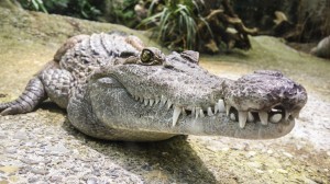 Bild zeigt Krokodil