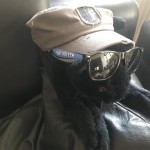 Bild zeigt Katze mit Sonnenbrille und FCM-Basecap
