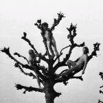 Bild zeigt nackte Männer in einem Baum